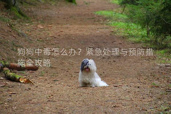 狗狗中毒怎么办？紧急处理与预防措施全攻略