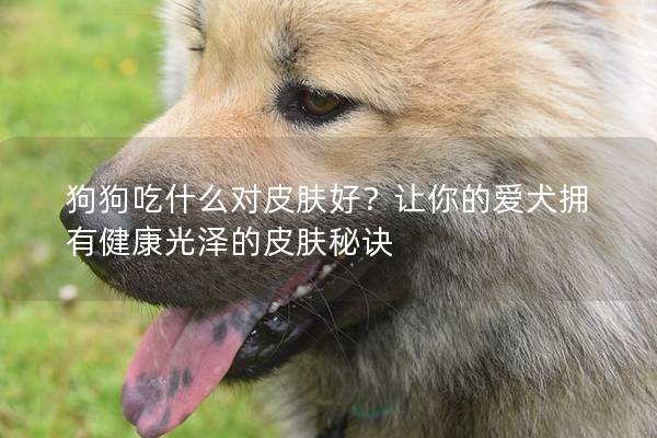狗狗吃什么对皮肤好？让你的爱犬拥有健康光泽的皮肤秘诀